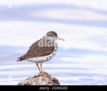 Ein gefleckter Sandpiper steht für einen Moment in einem Feuchtgebiet von Wyoming. Stockfoto