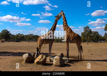 Zwei liebliche Giraffen, die sich gegenseitig lieben Stockfoto