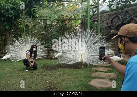 Batu, Ost-Java, Indonesien. September 2021. Besucher, die mit einigen weißen indischen Peafowls (Pavo cristatus) fotografieren. Eco Green Park als einer der internationalen Tierschutzmaßnahmen beginnt für Besucher wieder geöffnet, da Batu Stadt Covid-19 Fälle gesenkt wurde. Die indonesische Regierung beschloss, die Beschränkung der Notfallmaßnahmen für die Gemeinschaft (PKM) bis zum 20. September 2021 zu verlängern, wobei einige Regionen etwas entspannt werden sollten. (Bild: © Dicky BisinglasiZUMA Press Wire) Stockfoto