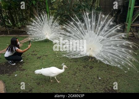 Batu, Ost-Java, Indonesien. September 2021. Eine Frau, die Fotos von einigen weißen indischen Peafowls (Pavo cristatus) fotografiert. Eco Green Park als einer der internationalen Tierschutzmaßnahmen beginnt für Besucher wieder geöffnet, da Batu Stadt Covid-19 Fälle gesenkt wurde. Die indonesische Regierung beschloss, die Beschränkung der Notfallmaßnahmen für die Gemeinschaft (PKM) bis zum 20. September 2021 zu verlängern, wobei einige Regionen etwas entspannt werden sollten. (Bild: © Dicky BisinglasiZUMA Press Wire) Stockfoto