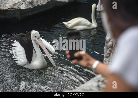 Batu, Ost-Java, Indonesien. September 2021. Ein Besucher, der australische Pelikane fotografiert (Pelecanus auffallillatus). Eco Green Park als einer der internationalen Tierschutzmaßnahmen beginnt für Besucher wieder geöffnet, da Batu Stadt Covid-19 Fälle gesenkt wurde. Die indonesische Regierung beschloss, die Beschränkung der Notfallmaßnahmen für die Gemeinschaft (PKM) bis zum 20. September 2021 zu verlängern, wobei einige Regionen etwas entspannt werden sollten. (Bild: © Dicky BisinglasiZUMA Press Wire) Stockfoto