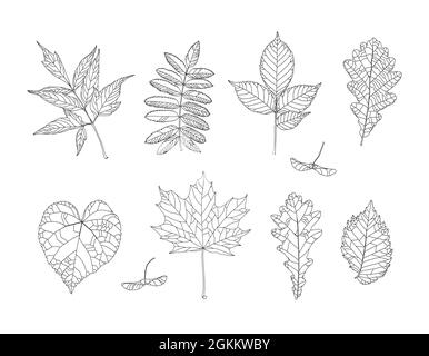 Herbstzeichnung Blätter gesetzt. Isolierte Objekte. Handgezeichnete Illustrationen - Ahorn, Ahornsamen, Aschenholz, Eberesche, Esche, Eiche, Linde, Ulme. Einrichtung im Herbst je nach Saison. Elemente für Design im Linienkunststil. Stock Vektor