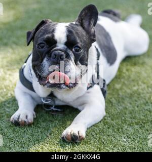 1-jähriger Schwarz-Weiß-Piebald-Franzose mit einem Floppy-Ohr, das sich hingelegt und keuchend anhört. Hundepark an der Leine in Nordkalifornien. Stockfoto