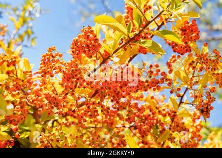 Kleine Orangenbeeren von pyramicantha coccinea, dem scharlachroten firethorn Stockfoto