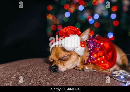 Der Toy Terrier ist ein gelbes New Year's Hund. Ein lustiger Hund in einem Weihnachten Cap liegt und sieht sich um. Er schläft ein und wacht auf. Ein Hintergrund der Pelz - Stockfoto