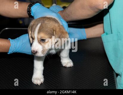 Ein Tierarzt überprüft vor der ersten Impfung die rektale Temperatur eines 6 Wochen alten Beagle Puppy Stockfoto