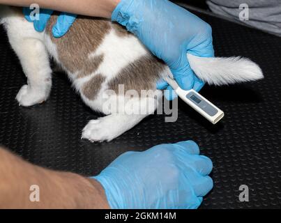 Ein Tierarzt überprüft vor der ersten Impfung die rektale Temperatur eines 6 Wochen alten Beagle Puppy Stockfoto