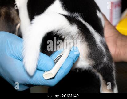 Ein Tierarzt überprüft vor der ersten Impfung die rektale Temperatur eines 6 Wochen alten Beagle Puppy Stockfoto