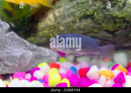 Ein Blue Malawai Cichlid Juvenile in einem Heim-Aquarium Stockfoto