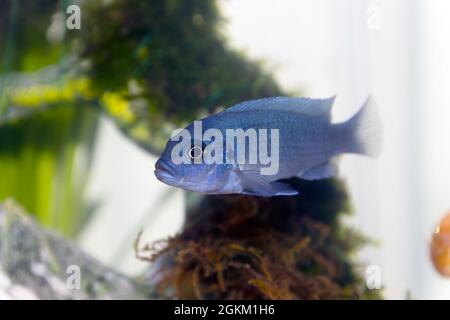 Ein Blue Malawai Cichlid Juvenile in einem Heim-Aquarium Stockfoto