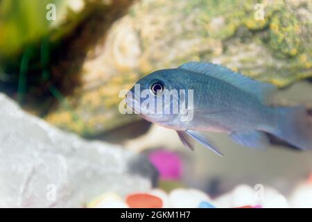 Ein Blue Malawai Cichlid Juvenile in einem Heim-Aquarium Stockfoto