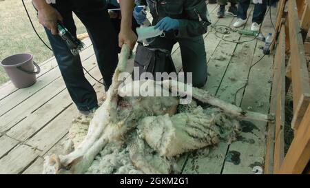 Baikal, Russland - 14 2019. Juni: Burjat National Sport Shearer Scheren Schafe auf der landwirtschaftlichen Show im Wettbewerb. Sacred Mount Yehe Erdo, Yerdyn Games. Stockfoto