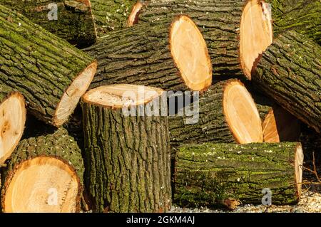 Zerstückelte Baumstämme Stockfoto
