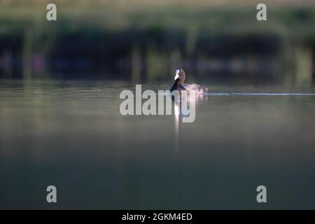 Eurasischer Ruß schwimmend auf dem See Fulica atra gemeine Rutenente in Feuchtgebieten Stockfoto