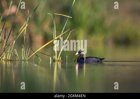 Eßente auf dem See Eurasischer Eßkuss Fulica atra beim Schwimmen Stockfoto