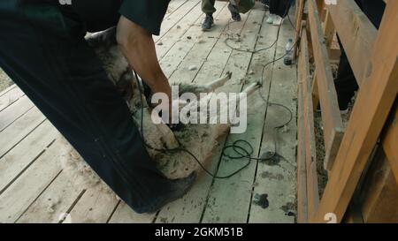 Baikal, Russland - 14 2019. Juni: Burjat National Sport Shearer Scheren Schafe auf der landwirtschaftlichen Show im Wettbewerb. Sacred Mount Yehe Erdo, Yerdyn Games. Stockfoto