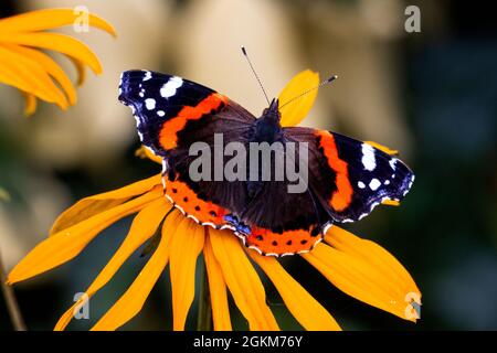 Roter Admiral-Schmetterling in einem ummauerten Garten Stockfoto