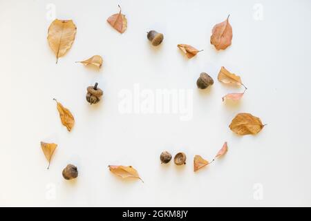 Blätter von Herbsteichen, Eicheln und Beeren von wilden Rosen auf weißem Hintergrund isoliert in unterschiedlicher Größe. Stockfoto