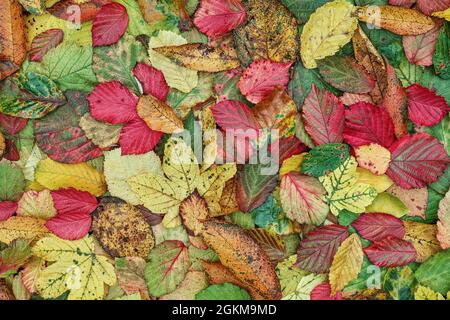 Blätter im Herbst Hintergrund Stockfoto