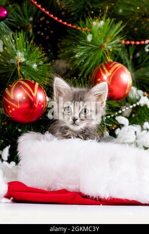 Ein graues Kätzchen guckt aus dem Weihnachtsmannhut und schaut mit Bällen in das Lager neben dem Weihnachtsbaum. Stockfoto