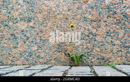 Der Dandelion wächst auf der Straße Stockfoto