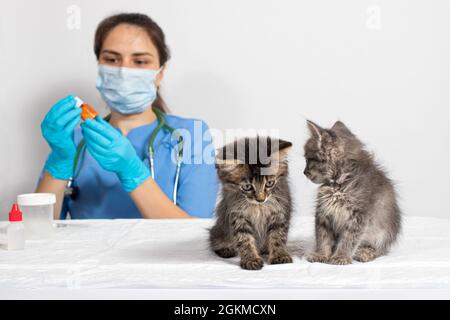 Der Tierarzt und zwei kleine Kätzchen in der Arztpraxis. Tierklinik, Impfung. Stockfoto