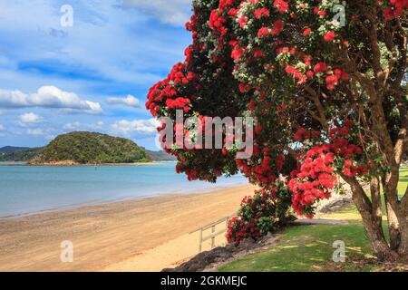 Ein Strand in Paihia in der Bay of Islands, Neuseeland, und ein Pohutukawa mit Sommerblumen bedeckt Stockfoto