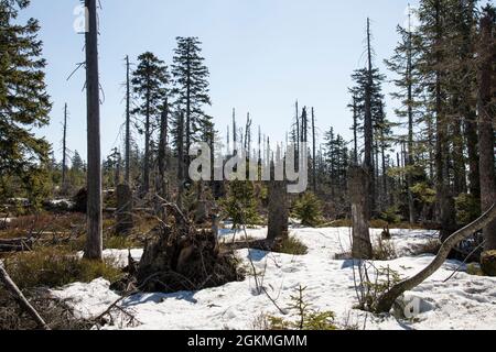 Wanderung von Zwercheck zum Grossen Osser Stockfoto