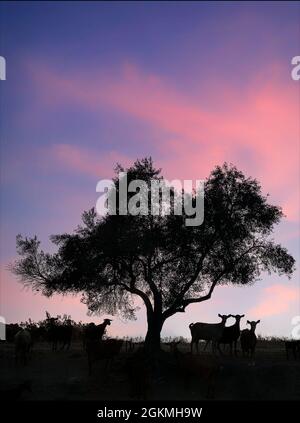 Goatherd at Sunset near Frigiliana, Malaga Province, Andalucia, Spain Stockfoto