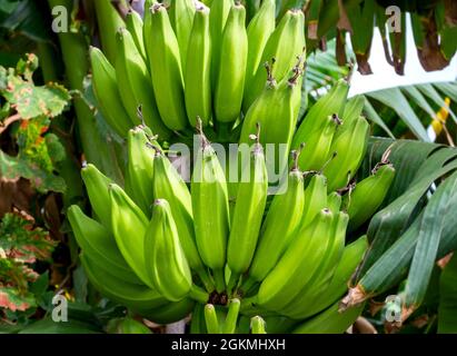 Bananenbündel wächst auf Baum. Selektiver Fokus. Stockfoto