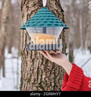 Ein Hirsefütterungssystem für Vögel in einem Winterwald auf einem schneebedeckten Baum und einer Frauenhand Stockfoto