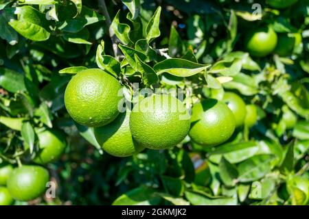 Frische grüne Orangen auf Baum in der Türkei Obstgarten Stockfoto