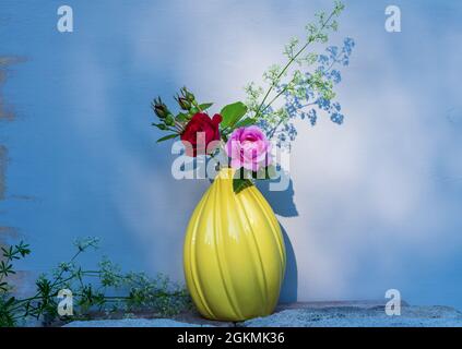 Rote und rosafarbene Rose aus einem Garten mit einer dekorativen gelben Vase. Stockfoto