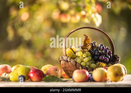 Blaue und weiße Trauben in einem Holzkorb auf einem Holztisch, zusammen mit anderen Früchten. Stockfoto