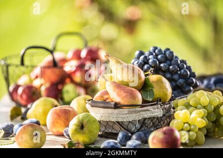 Reife Früchte auf dem Tisch im Garten. Frische Birnen in einem Korb, umgeben von einer Vielzahl von Gartenfrüchten. Stockfoto