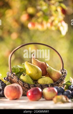 Reife Birnen in einem Holzkorb auf einem hölzernen Gartentisch, umgeben von anderen frischen Früchten. Stockfoto