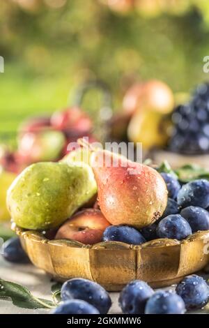 Reife Früchte auf dem Tisch im Garten. Frische Birnen in einer Bronzeschale, umgeben von einer Vielzahl von Gartenfrüchten. Stockfoto