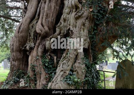 Alte Eibe auf dem Friedhof der St. Silin Church Llansilin Powys Cumru Wales Großbritannien Stockfoto