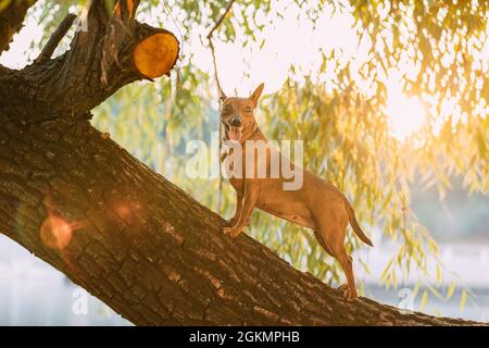 Min Pin, miniature, pincher, Pinscher, Zwergpinscher Posing im Freien auf Baumstamm unter Baumzweigen in sonnigen Sommerabend Stockfoto