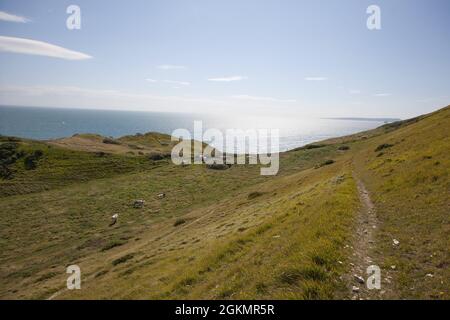 Rinder weiden auf dem Coastal Path zwischen Lulworth und Durdledoor in Dorset im Vereinigten Königreich Stockfoto