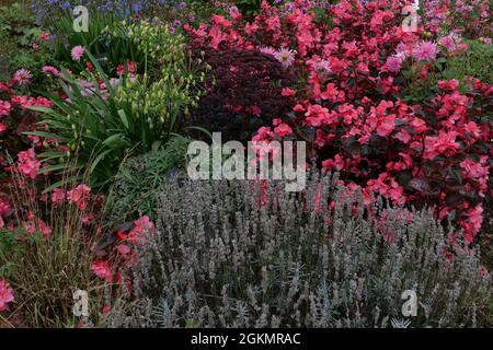 Vollformat-Sommerblumenbett mit Lavendel und rosa Begonia-Blüten Stockfoto