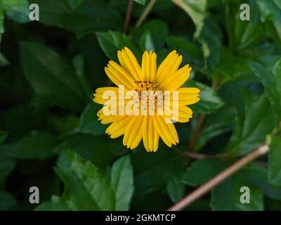 Nahaufnahme von Sphagneticola trilobata, auch bekannt als Bay Biscayne Creeping-oxeye, Singapur Daisy. Stockfoto