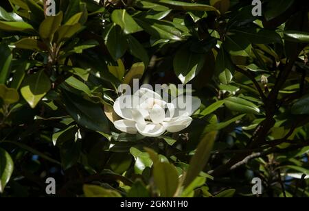 Große weiße Blütenblätter von Magnolia (Magnolia grandiflora) - eine immergrüne Sorte mit dem Duft / Duft von Orange. Stockfoto