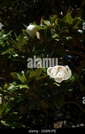 Große weiße Blütenblätter von Magnolia (Magnolia grandiflora) - eine immergrüne Sorte mit dem Duft / Duft von Orange. Stockfoto