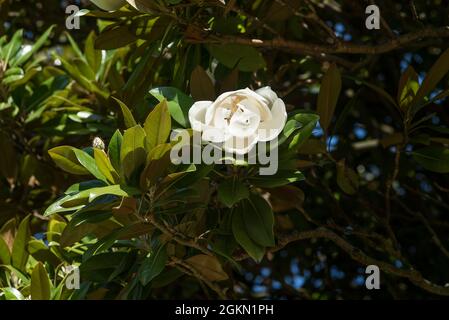 Große weiße Blütenblätter von Magnolia (Magnolia grandiflora) - eine immergrüne Sorte mit dem Duft / Duft von Orange. Stockfoto