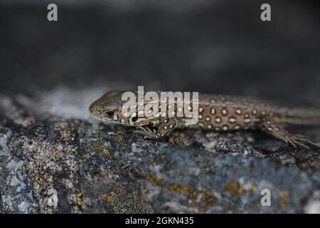 Jungsandeidechse (Lacerta agilis) an einem Waldrand bei Borkenberge Stockfoto