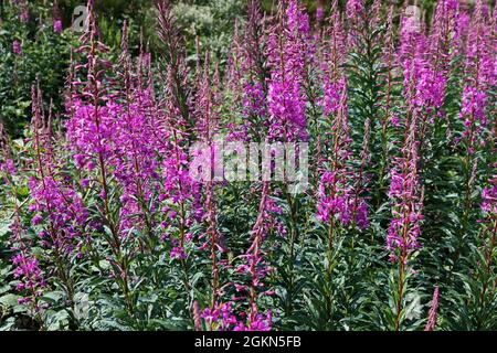 Rosebay Willowherb (Chamerion Angustifolium) Stockfoto