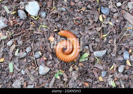 Ein großer, farbenfroher Wurm, der sich auf dem Boden aufrollen kann Stockfoto