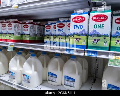 Woodinville, WA USA - ca. September 2021: Schräg Blick auf frische, kalte Milch in einem Haggen-Lebensmittelgeschäft. Stockfoto