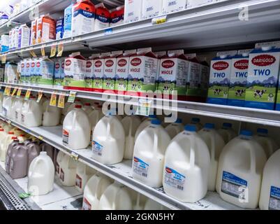 Woodinville, WA USA - ca. September 2021: Schräg Blick auf frische, kalte Milch in einem Haggen-Lebensmittelgeschäft. Stockfoto